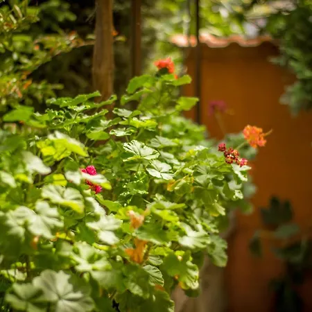 Hotel Family Saint Iliya